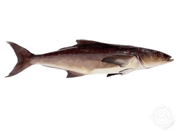 Cobia