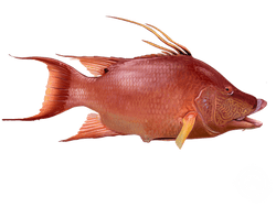 Hogfish